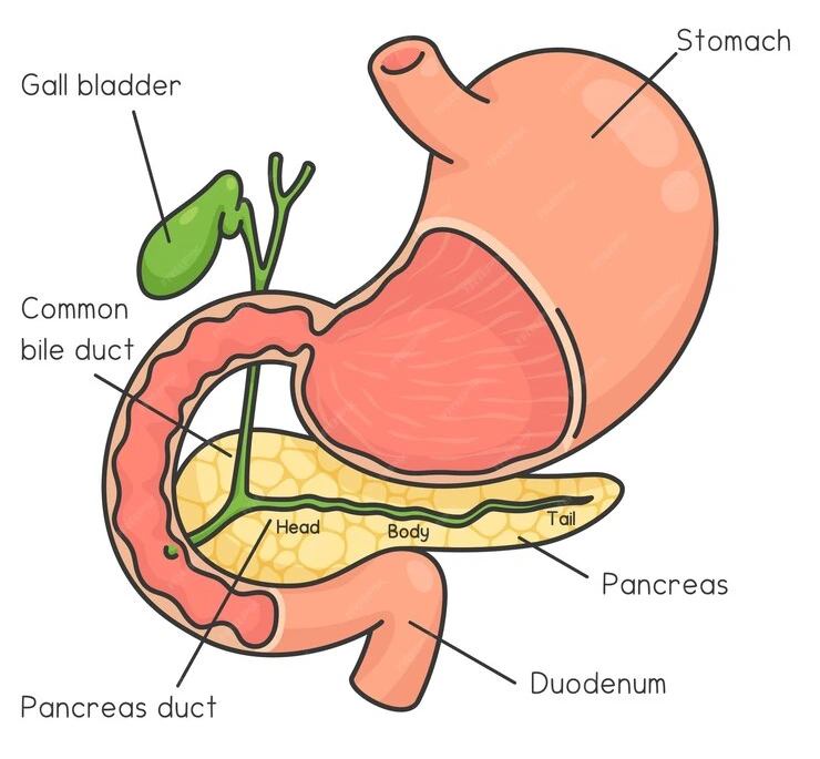 Symptoms of Gallbladder Stones ?